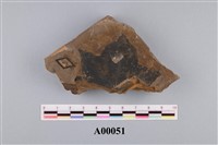 藏品(植物化石)的圖片